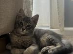 Spy - Siamese Kitten For Sale - 