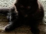 Mittens - Scottish Fold Kitten For Sale - Levittown&comma; PA&comma; US