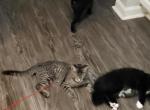 Sissy Tiger Tux Benny - American Shorthair Kitten For Adoption - Pelham&comma; AL&comma; US