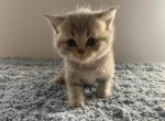 Bella - Scottish Straight Kitten For Sale - Levittown&comma; PA&comma; US