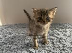 Milo - Scottish Straight Kitten For Sale - 