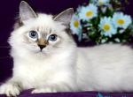 Galaxy - Siberian Cat For Sale - Pembroke Pines&comma; FL&comma; US