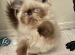 Sassy - Himalayan Kitten For Sale - Prescott Valley&comma; AZ&comma; US