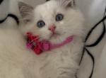 TICA Blue Bicolor Girl Ocean - Ragdoll Kitten For Sale - 