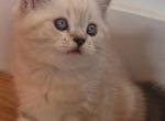 Staffan - Persian Kitten For Sale - Brooklyn&comma; NY&comma; US