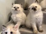 Pure Ragdoll Kitten male Kim - Ragdoll Kitten For Adoption - Auburn&comma; WA&comma; US