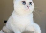 Lamajeur Cattery Chinchilla kitten deep blue eyes - British Shorthair Kitten For Sale - Detroit&comma; MI&comma; US