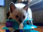 Shrimp - Siamese Kitten For Sale - Lenoir&comma; NC&comma; US