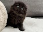 Master the Scottish Fold Longhair male - Scottish Fold Kitten For Sale - Celebration&comma; FL&comma; US