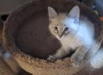 Lynx point siamese biy - Siamese Kitten For Sale - Twin Lakes&comma; WI&comma; US