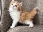 Boy Siberian Purebred Classic Red Tabby with White - Siberian Kitten For Sale - 