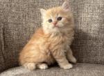 Girl Siberian Purebred Cream Spotted Tabby - Siberian Kitten For Sale - Old Bridge&comma; NJ&comma; US
