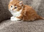 Boy Siberian Purebred Red Tabby with White - Siberian Kitten For Sale - 