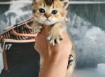 Scottish Stright Spike - Scottish Fold Kitten For Sale - 