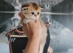 Scottish Ford Cinnamon - Scottish Fold Kitten For Sale - 