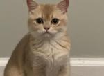 Mica - British Shorthair Kitten For Sale - 