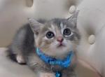 Beautiful kittens ready for homes - American Shorthair Kitten For Sale - Dearborn Heights&comma; MI&comma; US