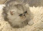 Violet's kitten - Persian Kitten For Sale - Greenville&comma; OH&comma; US