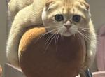 Purrsey Jr - Scottish Fold Kitten For Sale - PA&comma; US