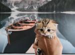 Scottish Fold Mario - Scottish Fold Kitten For Sale - 