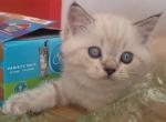 Staffany - Persian Kitten For Sale - Brooklyn&comma; NY&comma; US