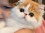 Walter - Persian Kitten For Sale - Lakeland&comma; FL&comma; US
