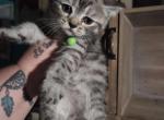 2 Chocolate males - Himalayan Kitten For Sale - Canton&comma; OH&comma; US
