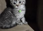 2 Chocolate males - Himalayan Kitten For Sale - 