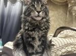 Sunny - Maine Coon Cat For Sale/Service - Brooklyn&comma; NY&comma; US