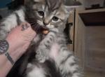 2 Blue males - Himalayan Kitten For Sale - Canton&comma; OH&comma; US