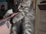 2 Blue males - Himalayan Kitten For Sale - 