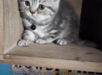 2 Blue males - Himalayan Kitten For Sale - 