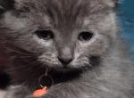 Smoke male - Himalayan Kitten For Sale - 