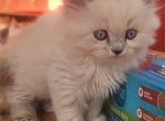 Epcilon - Persian Kitten For Sale - Brooklyn&comma; NY&comma; US