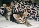 Russian blue Tabby mix - Domestic Kitten For Sale - WA&comma; US