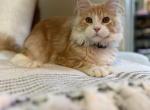 Maine Coon - Maine Coon Cat For Sale - Co Spgs&comma; CO&comma; US