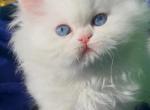 Beautiful dollface white blue eyes - Persian Kitten For Sale - CA&comma; US