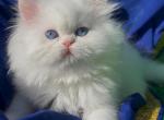 Beautiful dollface white blue eyes - Persian Kitten For Sale - CA&comma; US