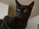 Pantera and Metallica - Domestic Cat For Sale - Portland&comma; OR&comma; US
