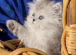 Ggorgeous Silver shaded chinchilla dollface male - Persian Kitten For Sale - CA&comma; US