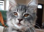 Susan Purebred Maine Coon - Maine Coon Kitten For Sale - 
