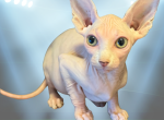 Popcorn the Sphynx Kitten - Sphynx Kitten For Sale - Edmond&comma; OK&comma; US