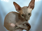 Pretzel the Sphynx Kitten - Sphynx Kitten For Sale - Oklahoma City&comma; OK&comma; US