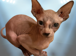 Nacho the Sphynx Kitten - Sphynx Kitten For Sale - Oklahoma City&comma; OK&comma; US