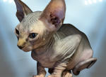 Corndog the Sphynx Kitten - Sphynx Kitten For Sale - Oklahoma City&comma; OK&comma; US