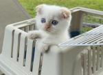 Red point boy - Scottish Fold Kitten For Sale - Sun City Center&comma; FL&comma; US