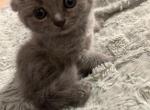 Bunny - Scottish Fold Cat For Sale - Skokie&comma; IL&comma; US