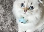 Golden shaded point girl - Scottish Fold Kitten For Sale - 