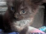 Coal - Domestic Kitten For Sale - Wells&comma; ME&comma; US
