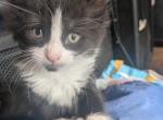 Twice - Domestic Kitten For Sale - Wells&comma; ME&comma; US